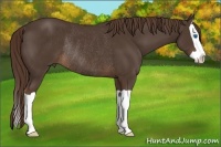 Horse Color:Liver Chestnut Splash Rabicano 