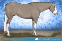 Horse Color:Silver Grullo Splash