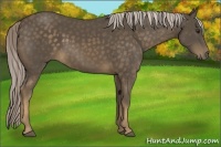 Horse Color:Chocolate Palomino 