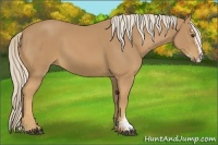 Horse Color:Palomino Sabino