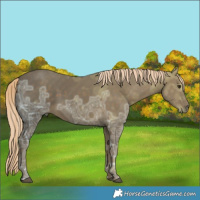 Horse Color:Chocolate Palomino Ice 