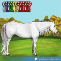 Horse Color:Brown Sabino Splash Frame Rabicano