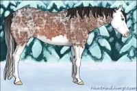 Horse Color:Bay Ice Sabino Splash 