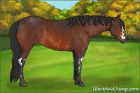 Horse Color:Bay Splash Frame Brindle
