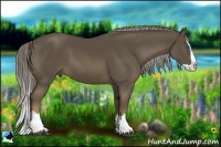 Horse Color:Chocolate Palomino Splash
