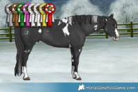 Horse Color:White Spotted Black Splash Tobiano 