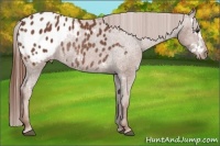 Horse Color:Chestnut Splash Frame Appaloosa Rabicano Brindle