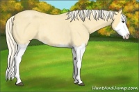 Horse Color:Palomino Roan Splash 
