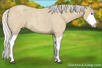 Horse Color:Silver Buckskin Roan Splash