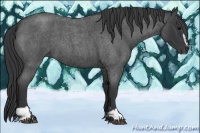 Horse Color:Blue Roan Sabino