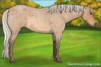 Horse Color:Silver Buckskin Roan 