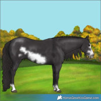 Horse Color:Smoky Black Frame 