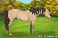 Horse Color:Amber Champagne 