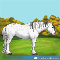 Horse Color:Plaid Liver Chestnut Ice Sabino Rabicano