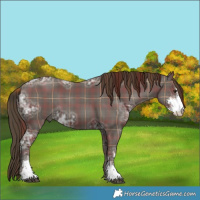 Horse Color:Plaid  Liver Chestnut Ice Sabino Rabicano 