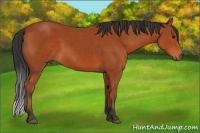 Horse Color:Bay Sabino 