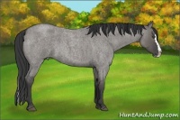 Horse Color:Grullo Roan Splash 