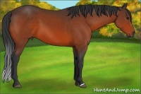 Horse Color:Bay 