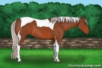 Horse Color:Silver Bay Tobiano