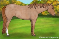 Horse Color:Red Roan Rabicano 