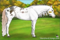 Horse Color:White Spotted Liver Chestnut Splash Appaloosa 