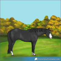 Horse Color:Black Sabino