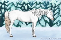 Horse Color:Red Dun Tobiano Appaloosa