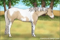 Horse Color:Silver Grullo Pearl Tobiano Frame 