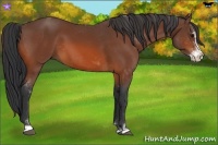 Horse Color:Bay Sabino 
