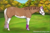 Horse Color:Chestnut Splash 