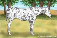 Horse Color:Black Ice Splash Appaloosa  Brindle