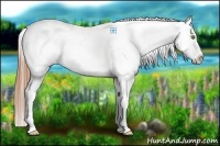 Horse Color:Amber Champagne Appaloosa 