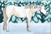 Horse Color:Perlino Splash Tobiano 