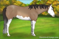Horse Color:Sable Champagne Splash 