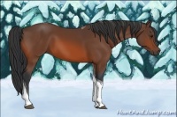 Horse Color:Bay Tobiano