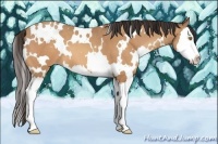 Horse Color:White Spotted Amber Champagne Splash