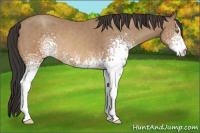 Horse Color:White Spotted Sable Champagne 