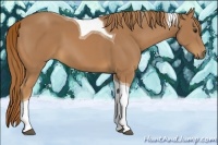 Horse Color:Chestnut Tobiano 