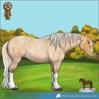 Horse Color:Silver Buckskin Roan Splash 
