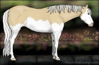 Horse Color:Silver Buckskin Roan Splash 