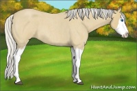 Horse Color:Silver Buckskin Roan Splash 