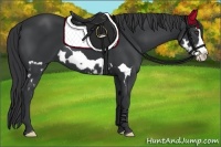 Horse Color:Black Splash Frame