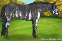 Horse Color:White Spotted Blue Roan Rabicano  Brindle