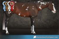 Horse Color:White Spotted Liver Chestnut Splash