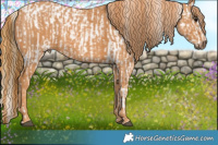 Horse Color:Buckskin Appaloosa  Brindle