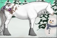 Horse Color:Brown Ice Appaloosa Brindle