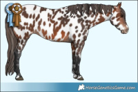 Horse Color:Brown Appaloosa Brindle