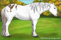 Horse Color:Brown Appaloosa Brindle