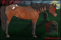 Horse Color:Brown Appaloosa  Brindle