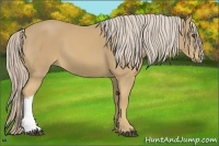 Horse Color:Palomino
